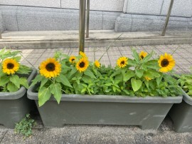 暑い夏いかがお過ごしでしょうか