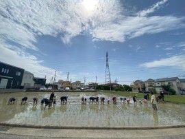 稲、おおきくなあれ!